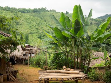 Akha Hill Tribe Jungle Trekking