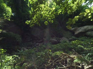 Akha Hill Tribe Jungle Trekking