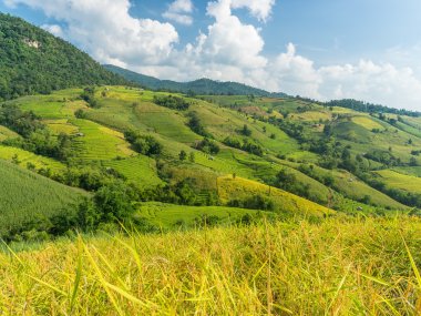Ban Pa Pong Piang & Doi Inthanon – Rice Terraces of Northern Thailand