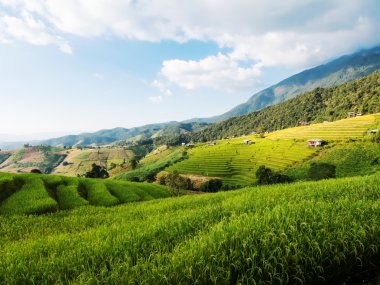 Ban Pa Pong Piang & Doi Inthanon – Rice Terraces of Northern Thailand