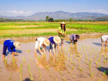 Chiang Mai Countryside, Rice Fields & Traditions – Thailand