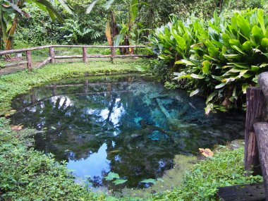 Sticky Waterfall Transfer – Bua Thong Falls from Chiang Mai