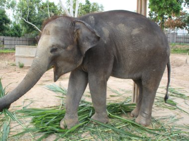 Half Day at Elephant Jungle Sanctuary – Chiang Mai