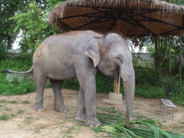 Half Day at Elephant Jungle Sanctuary – Chiang Mai
