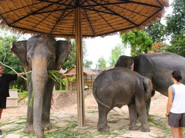 Half Day at Elephant Jungle Sanctuary – Chiang Mai