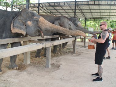Half Day at Elephant Jungle Sanctuary – Chiang Mai