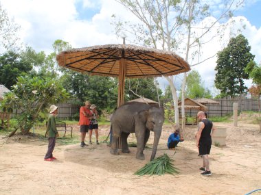 Half Day at Elephant Jungle Sanctuary – Chiang Mai
