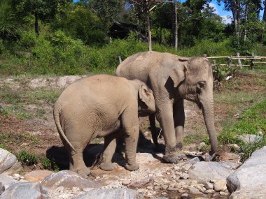 Full Day with Elephants at Thong Sanctuary – Chiang Mai