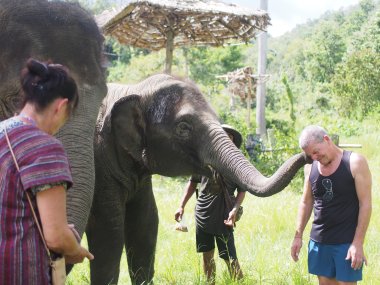 Full Day with Elephants at Thong Sanctuary – Chiang Mai