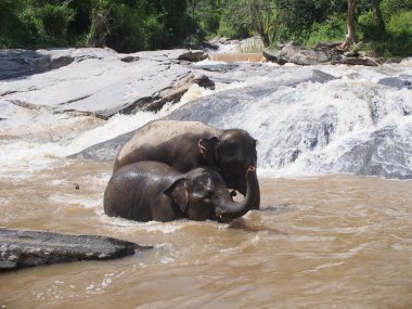 Half Day with Elephants in the Wild at Thong Sanctuary