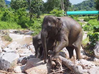 Half Day with Elephants in the Wild at Thong Sanctuary