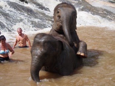 Half Day with Elephants in the Wild at Thong Sanctuary