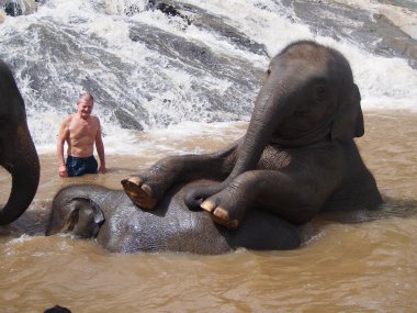 Half Day with Elephants in the Wild at Thong Sanctuary