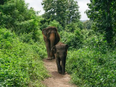 Kerchor Elephant Eco Park – Ethical Elephant Sanctuary in Chiang Mai