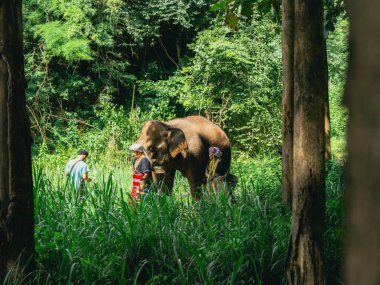 Kerchor Elephant Eco Park – Ethical Elephant Sanctuary in Chiang Mai