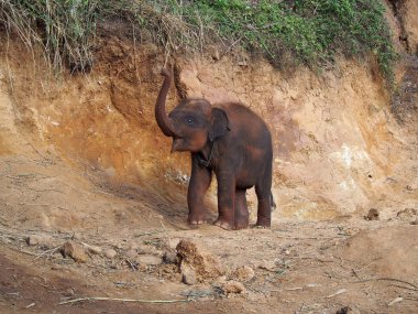 Kerchor Elephant Eco Park – Ethical Elephant Sanctuary in Chiang Mai