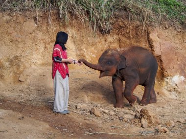 Kerchor Elephant Eco Park – Ethical Elephant Sanctuary in Chiang Mai