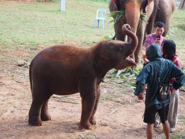 Kerchor Elephant Eco Park – Ethical Elephant Sanctuary in Chiang Mai