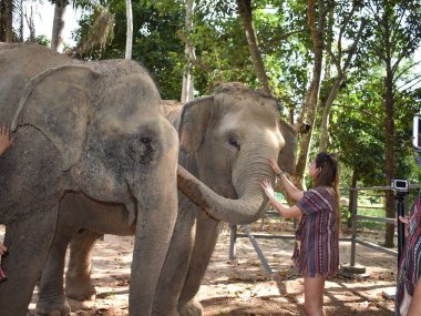 Elephant Jungle Sanctuary Koh Samui Half Day