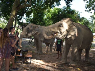 Elephant Jungle Sanctuary Koh Samui Half Day