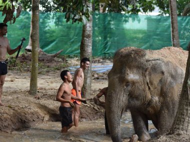 Elephant Jungle Sanctuary Koh Samui Half Day