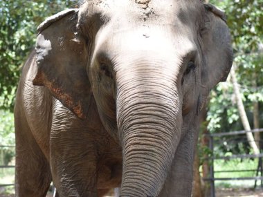 Elephant Jungle Sanctuary Koh Samui Half Day