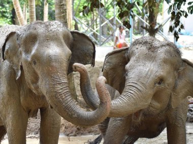 Elephant Jungle Sanctuary Koh Samui Half Day