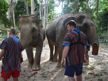 Elephant Jungle Sanctuary Koh Samui Half Day