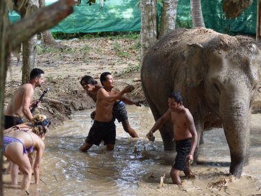 Elephant Jungle Sanctuary Koh Samui Half Day