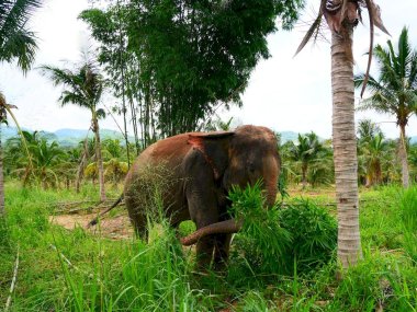 Living Green Pattaya Eco Experience