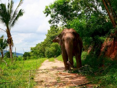 Living Green Pattaya Eco Experience