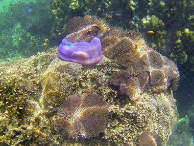 Koh Tao & Koh Nang Yuan Day Trip – Speedboat Adventure Thailand