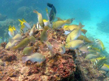Koh Tan & Koh Mudsum Day Trip