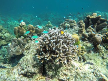Surin Islands Day Tour