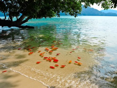 Surin Islands Day Tour