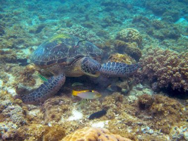 Similan Islands Day Trip from Khao Lak – Andaman Sea Thailand