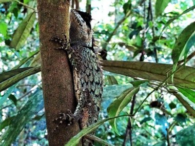 Khao Yai Wildlife & Jungle Day Tour – Thailand