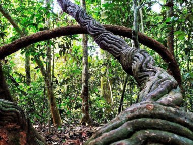 Khao Yai Wildlife & Jungle Day Tour – Thailand