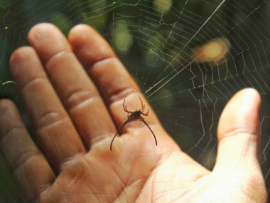 Khao Yai Wildlife & Jungle Day Tour – Thailand