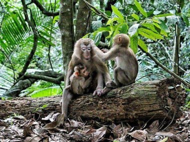 Khao Yai Wildlife & Jungle Day Tour – Thailand