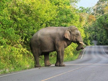 Khao Yai Wildlife & Jungle Day Tour – Thailand