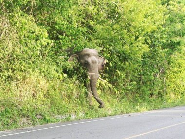 Khao Yai Wildlife & Jungle Day Tour – Thailand