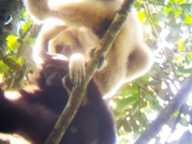 Khao Yai Wildlife & Jungle Day Tour – Thailand