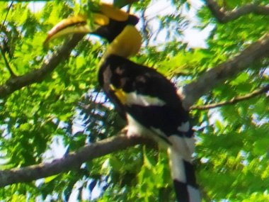 Khao Yai Wildlife & Jungle Day Tour – Thailand