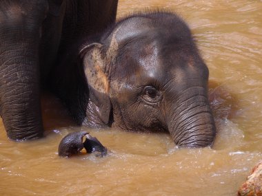 Doi Inthanon National Park & Elephant Sanctuary Tour – Thailand