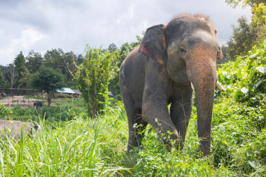 Full Day with Elephants at Thong Sanctuary – Chiang Mai