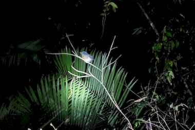 2-hour night safari in the jungle at Khao Sok