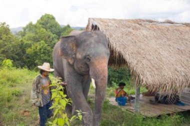 Doi Inthanon National Park & Elephant Sanctuary Tour – Thailand