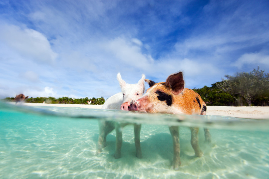 Koh Tan & Koh Mudsum Day Trip